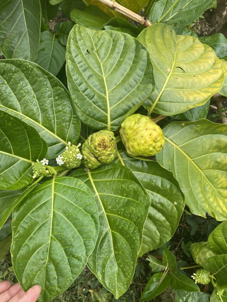 Noni plant showing multiple phases of the fruit on the same plant