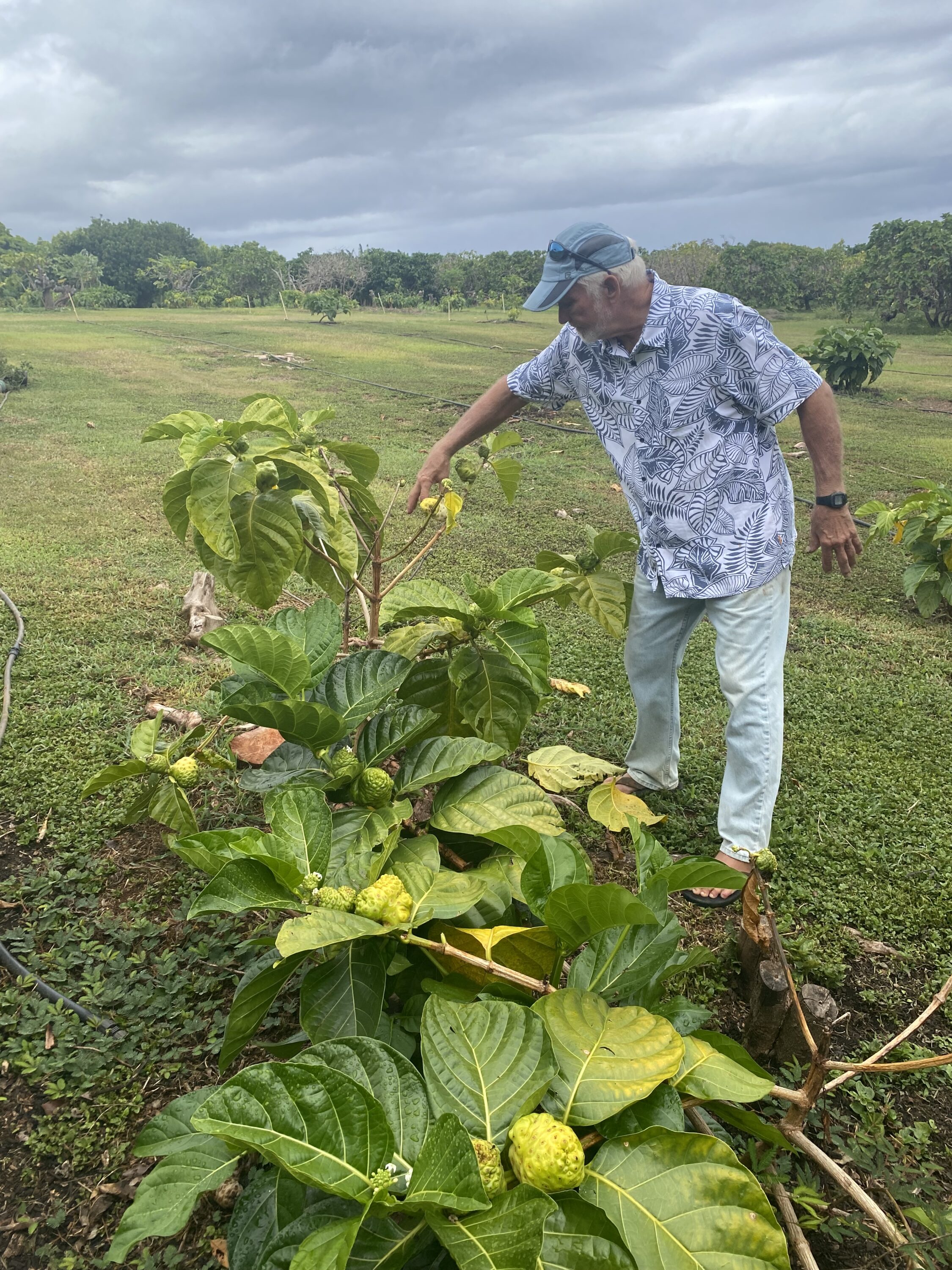 Steve showing us the Noni plant on his family farm